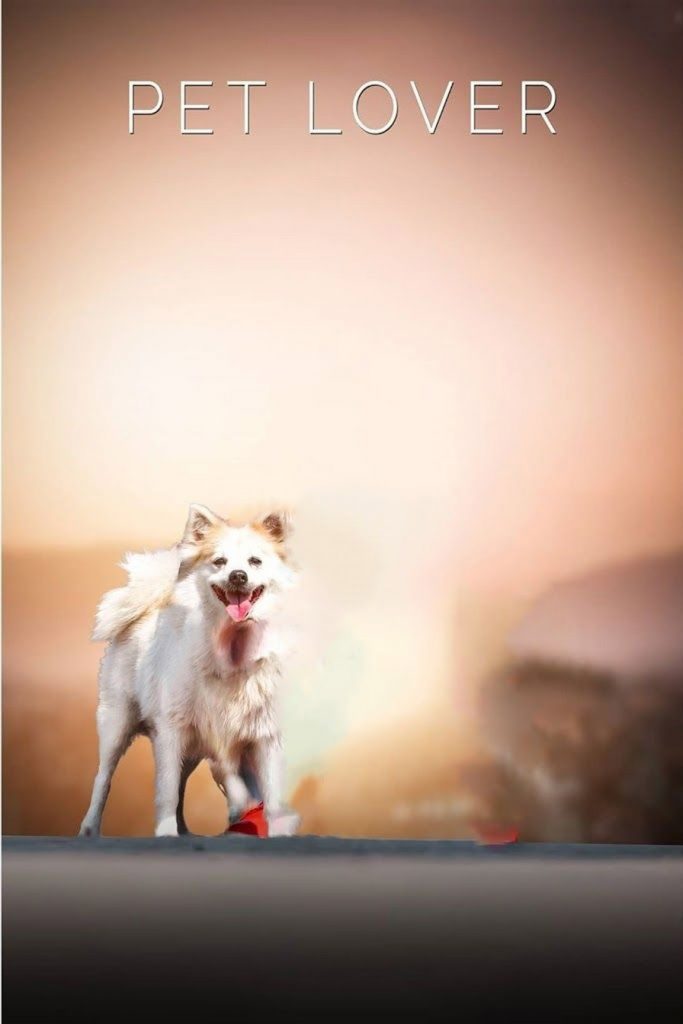 Pet Lover Blur PicsArt Background Free Stock Image 