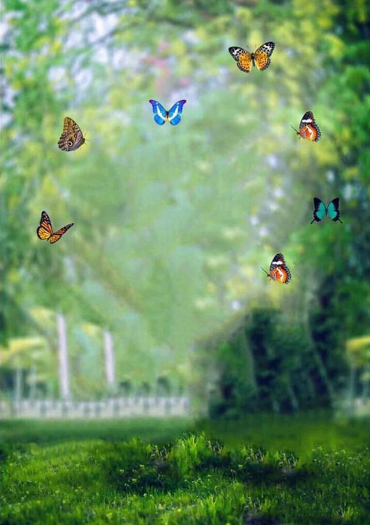 New Full HD Nature CB Background Butterfly [ Download ]