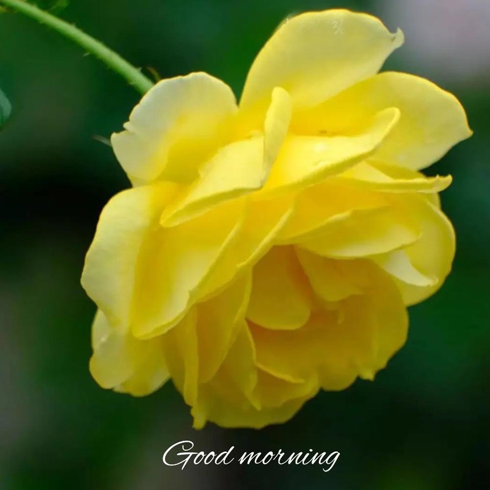 Yellow Rose Flower Good Morning Picture Download