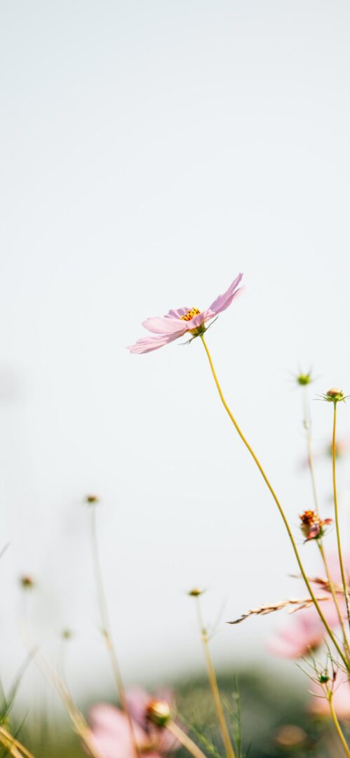 Beautiful Flower iPhone Wallpaper Full HD Image